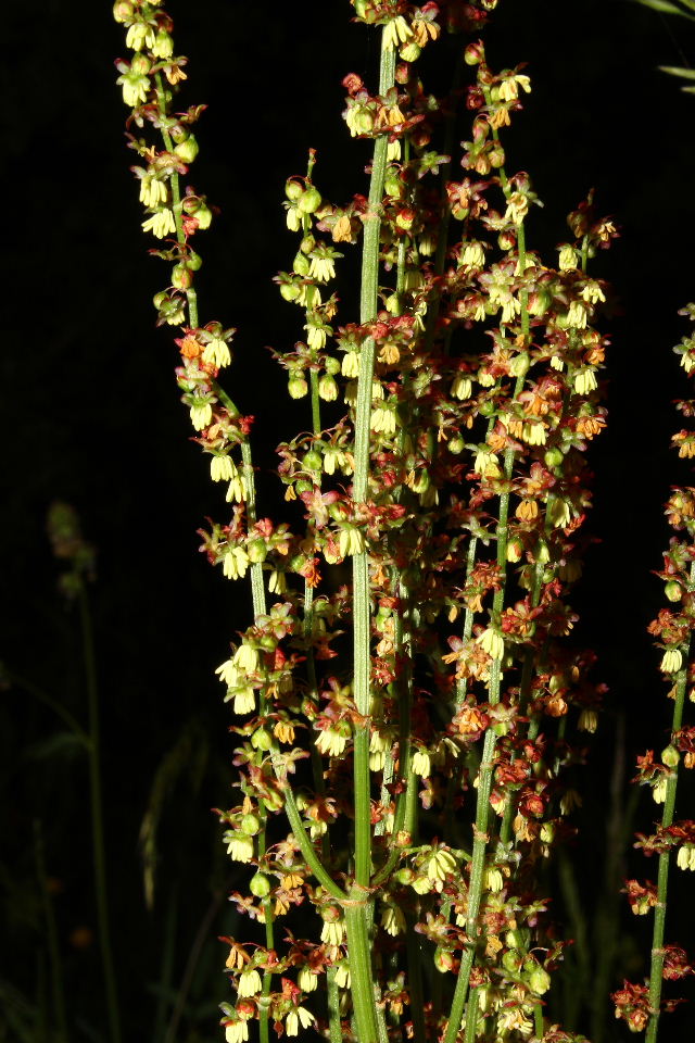 Rumex da determinare